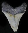 Bargain Megalodon Tooth - North Carolina #28508-1
